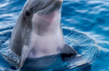 探秘日本海豚湾：美丽与争议交织的海洋奇观