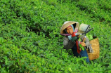 茶油多少钱一斤？了解一下农家原生态茶油的市场价值