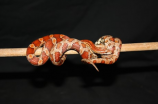 赤练蛇：中国蛇类中的珍稀之一