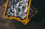 如何选择鱼缸过滤系统，保证鱼儿健康