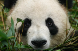 南京金牛山发现罕见熊猫足迹